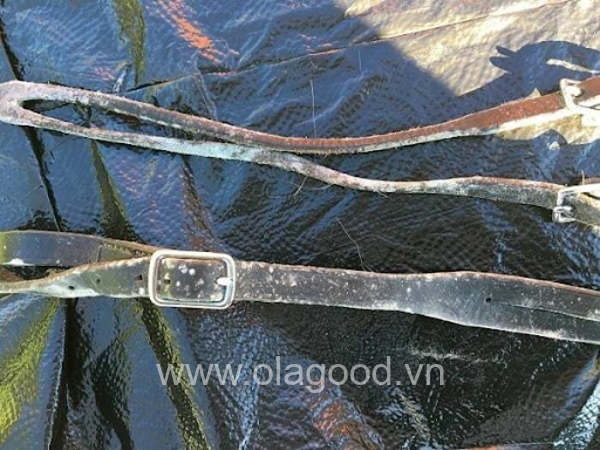 Độ ẩm là nguyên nhân khiến thắt lưng da bị mốc