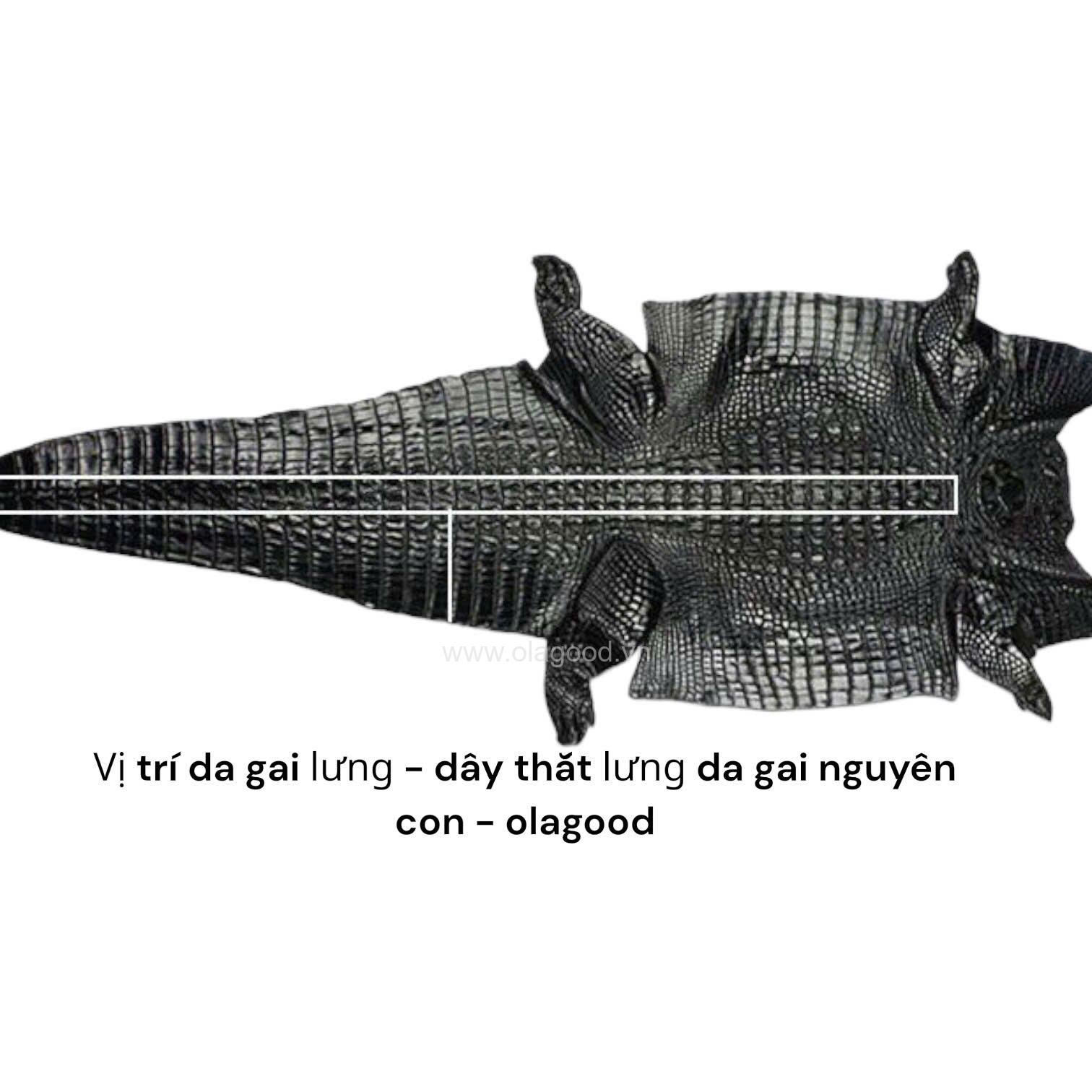 Thắt lưng cá sấu da gai liền nguyên con